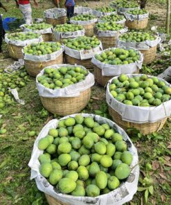 হিমসাগর 24 kg সারাদেশে হোম ডেলিভারি