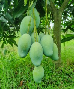 আম্রপালি আম (Amrupali Mango) 22kg