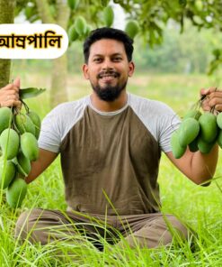 আম্রপালি আম (Amrupali Mango) 11kg