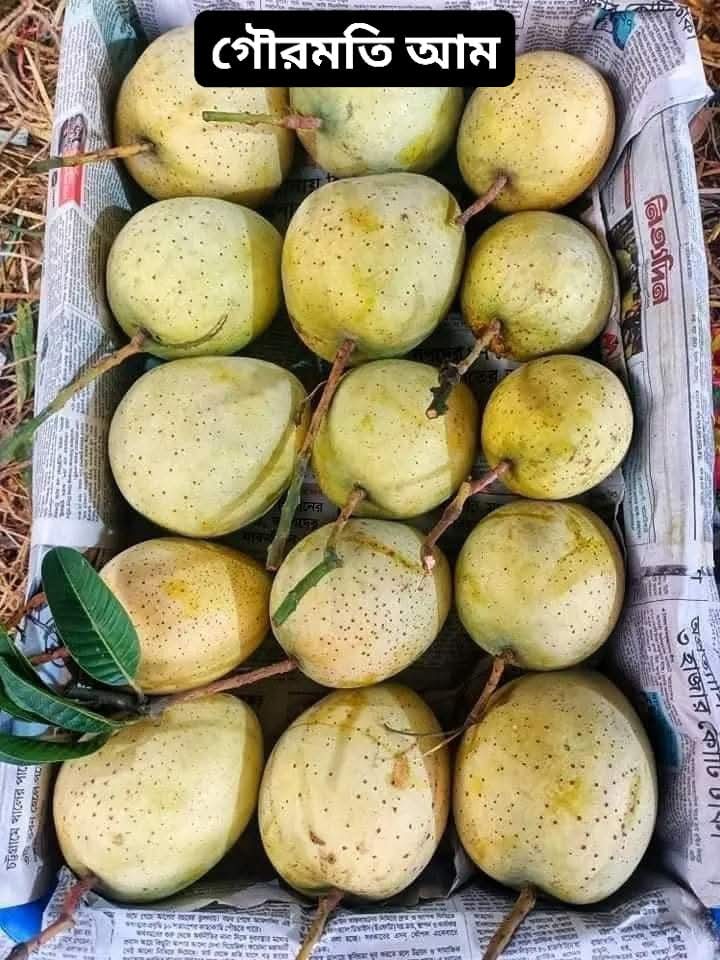Gouromoti6