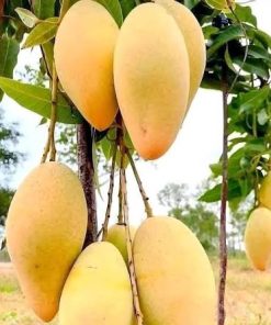 কাটিমন আম (Katimon Mango) 10Kg